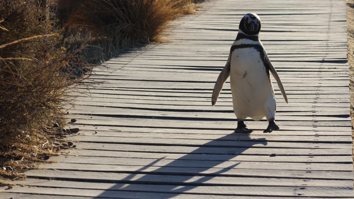 Der Pinguin